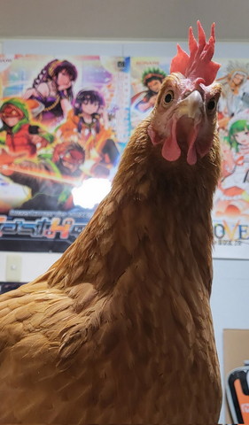 下からとったニワトリ
