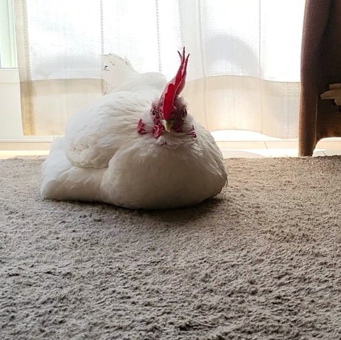 おもちみたいなニワトリ