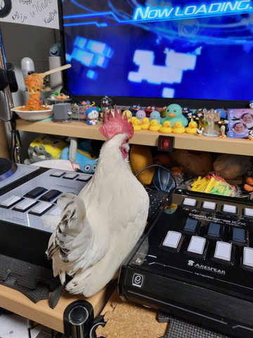 ゲームみてるニワトリ後ろ姿