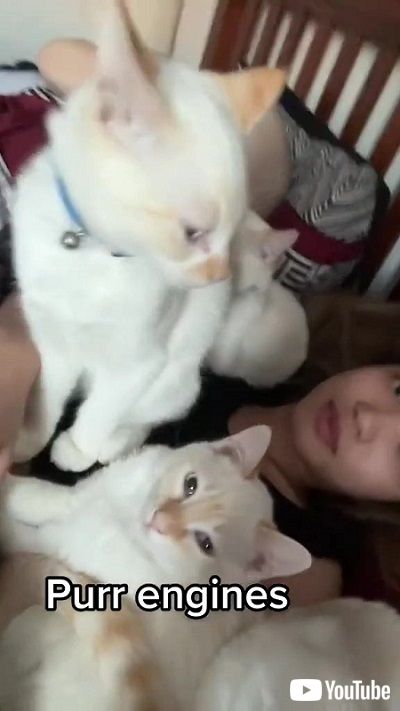 飼い主に乗る猫