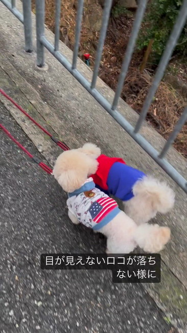 2匹で散歩