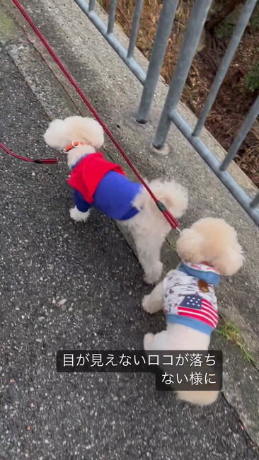 2匹で散歩