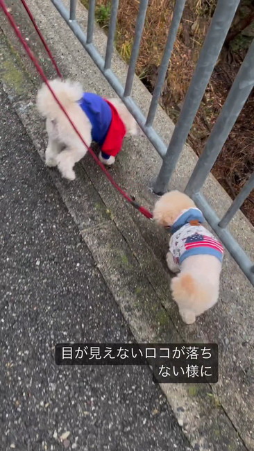 2匹で散歩