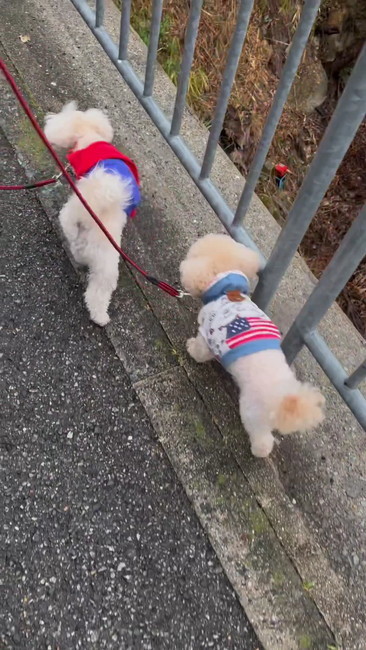 2匹で散歩