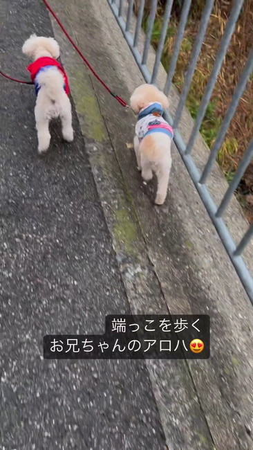2匹で散歩
