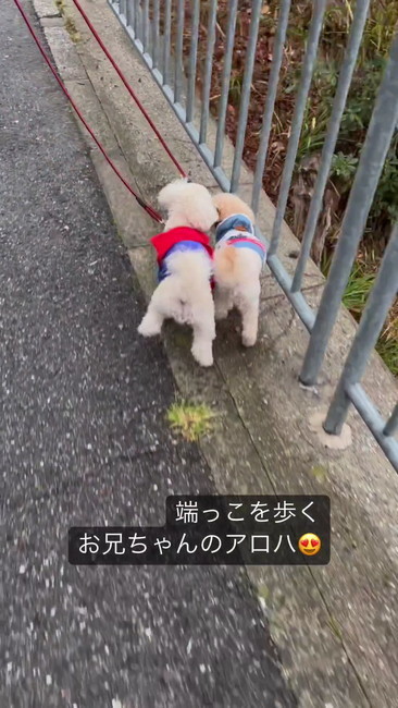2匹で散歩