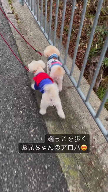 2匹で散歩