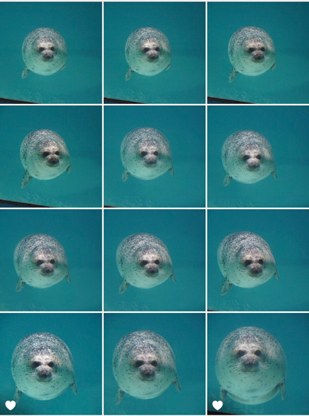 アザラシボールフォルダ