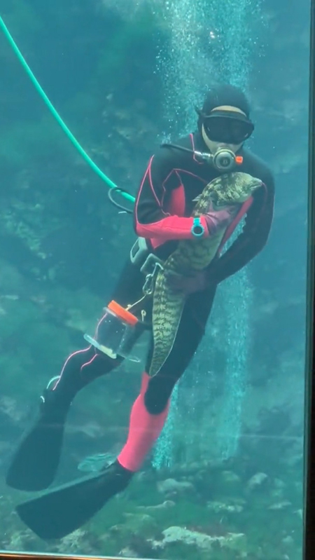 ダイバーさん右の方