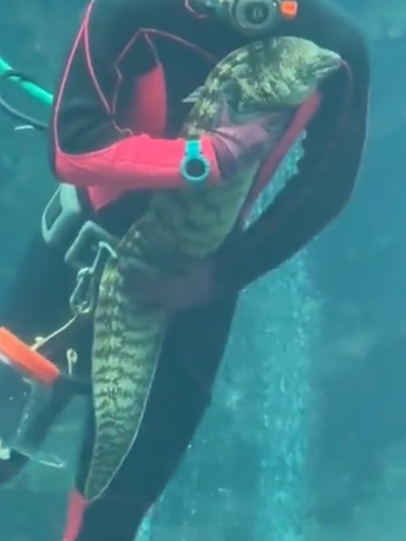 ウツボトリミング