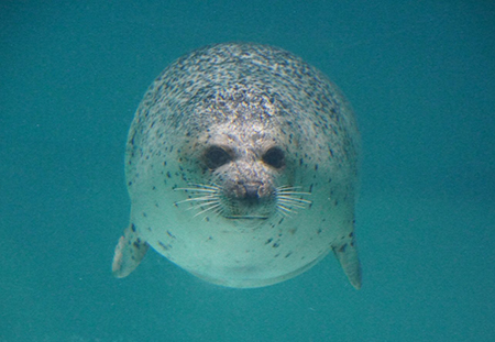 アザラシボール