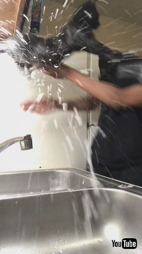 「Cat Bath Suddenly Goes Wrong || ViralHog」