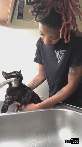 見せかける猫ちゃん