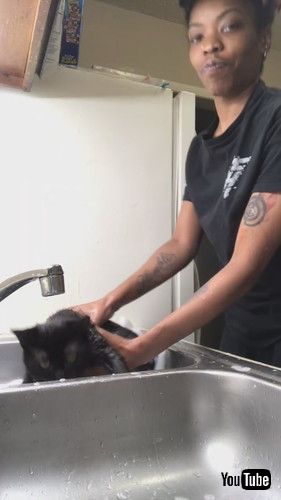 戻される猫ちゃん