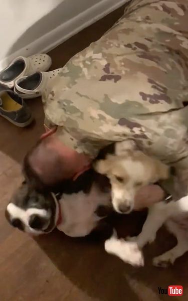 海外派遣から帰ってきた飼い主と再会したワンコ