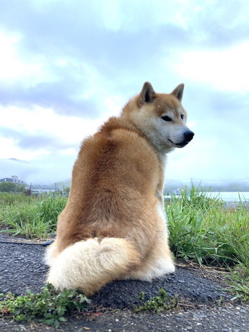 振り返るワンコ