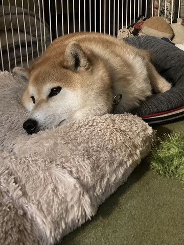 クッションでまどろむワンコ