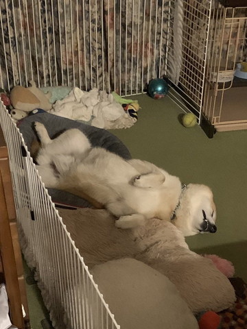 ヘソ天で寝るワンコ