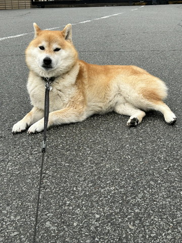 道端で伏せするワンコ