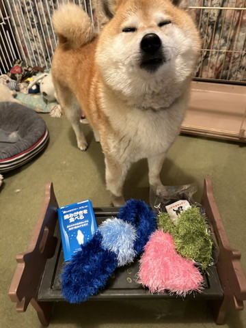 おもちゃを前に目を瞑るワンコ