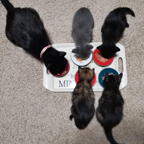 ごはん食べる黒猫と子猫たち上から