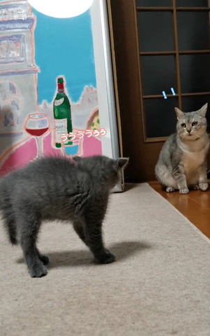 威嚇する子猫に気付いたサバトラ猫