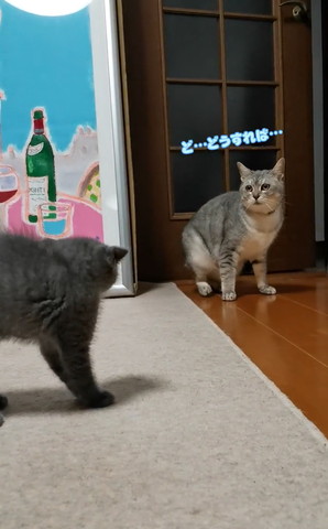 どうすればテロップ