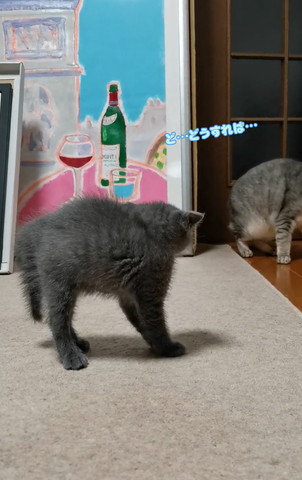 威嚇する子猫