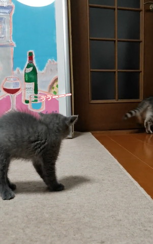 威嚇する子猫と去っていく猫
