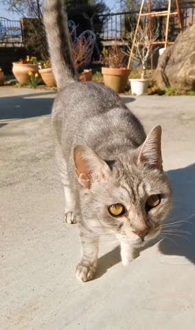 外にいるサバトラ猫