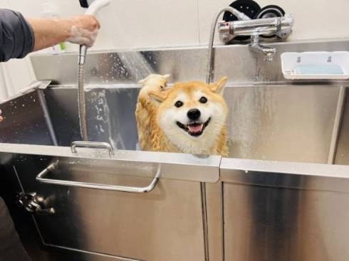 シャンプーモデルのような柴犬
