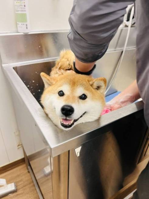 シャンプーモデルのような柴犬