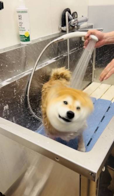 シャンプーモデルのような柴犬