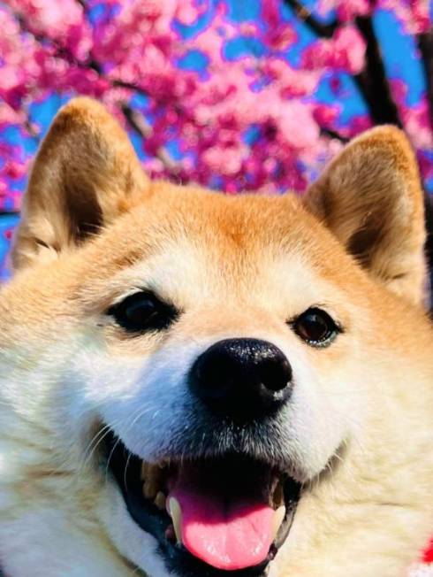 シャンプーモデルのような柴犬