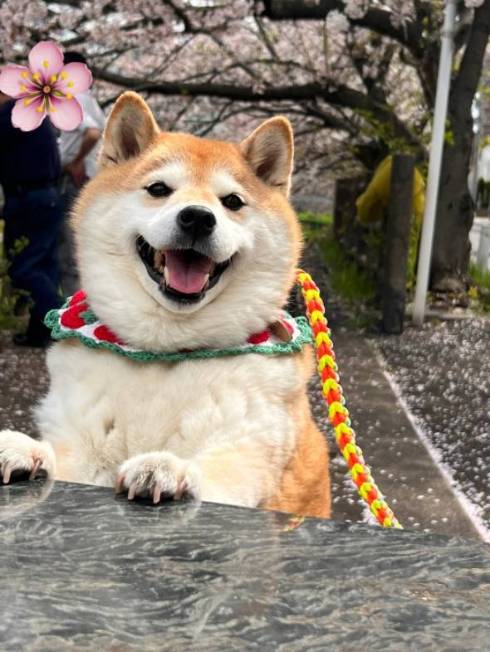 シャンプーモデルのような柴犬