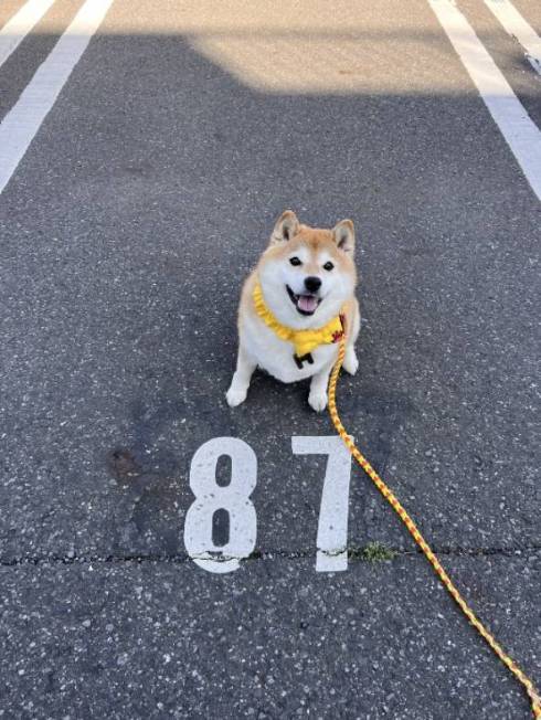 シャンプーモデルのような柴犬