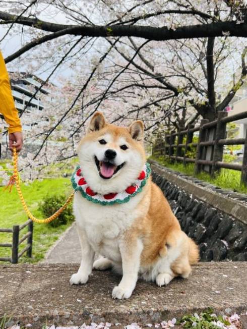 シャンプーモデルのような柴犬