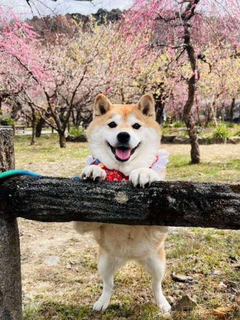 シャンプーモデルのような柴犬