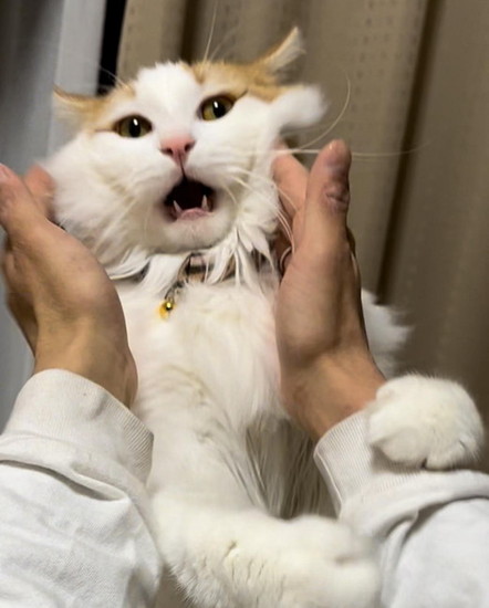 口を開ける猫