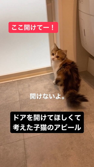 要望を出す猫