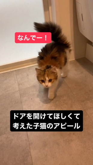 しっぽが膨らんだ猫