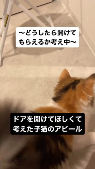 うろうろする猫