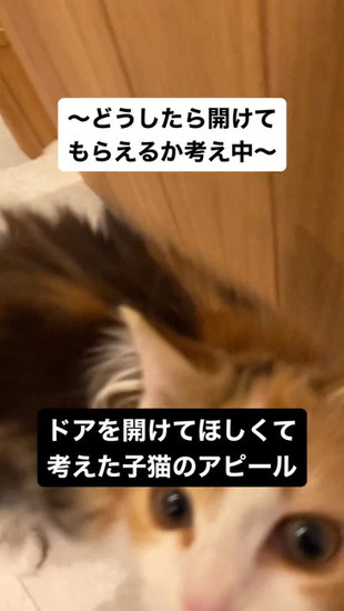 飼い主を見る猫