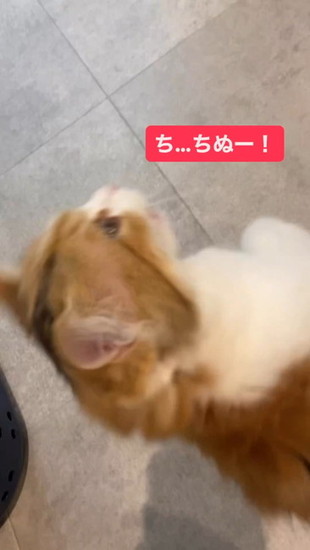 倒れかける猫