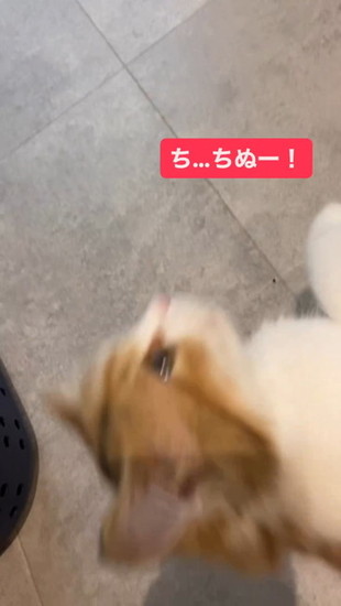 倒れる猫