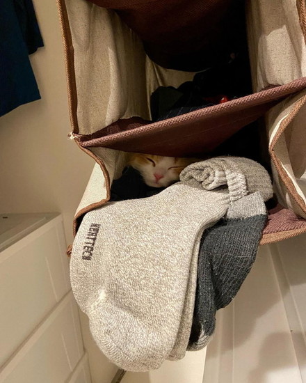 見つけにくい猫