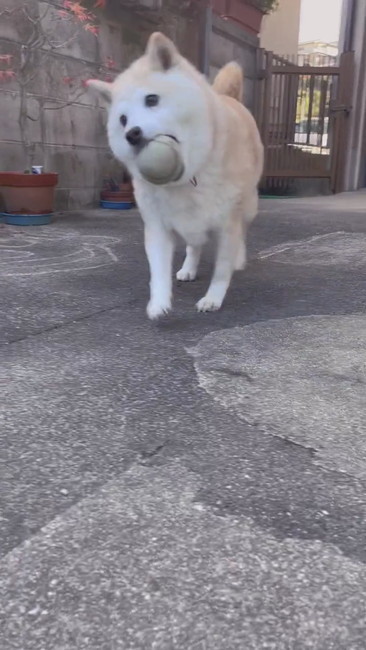 ボールくわえる