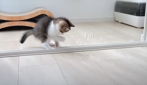 やんのかステップで威嚇してくる子猫