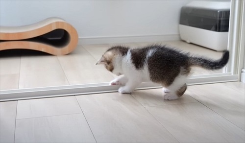 やんのかステップで威嚇してくる子猫