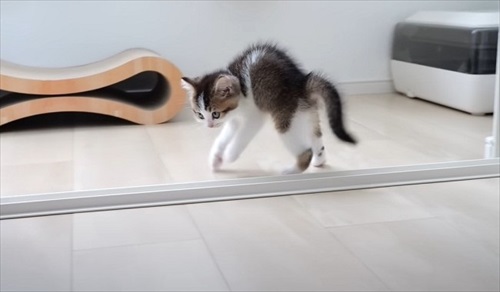 やんのかステップで威嚇してくる子猫